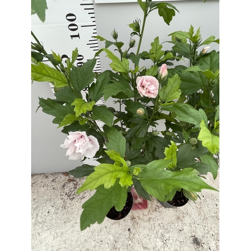 63 - TWO STANDARD HIBISCUS LADY STANLEY WITH DOUBLE PINK FLOWERS IN 3 LTR POTS 150CM TALL + VAT