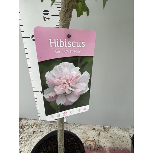 63 - TWO STANDARD HIBISCUS LADY STANLEY WITH DOUBLE PINK FLOWERS IN 3 LTR POTS 150CM TALL + VAT