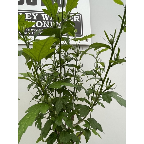 64 - TWO STANDARD HIBISCUS SPECIOSUS WITH DOUBLE WHITE AND DEEP PURPLE FLOWERS IN 3 LTR POTS 150CM TALL +... 