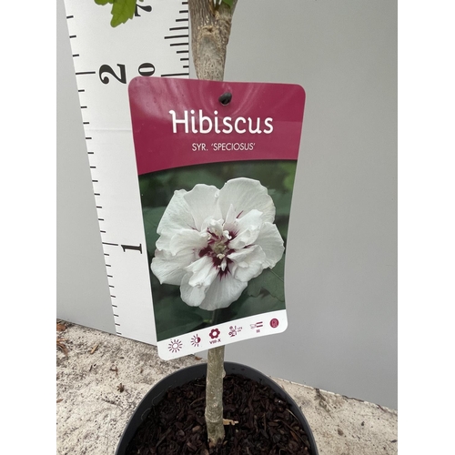 64 - TWO STANDARD HIBISCUS SPECIOSUS WITH DOUBLE WHITE AND DEEP PURPLE FLOWERS IN 3 LTR POTS 150CM TALL +... 