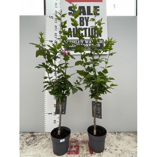 65 - TWO STANDARD HIBISCUS WOODBRIDGE WITH PINK FLOWERS IN 3 LTR POTS 150CM TALL + VAT