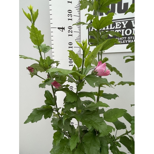 65 - TWO STANDARD HIBISCUS WOODBRIDGE WITH PINK FLOWERS IN 3 LTR POTS 150CM TALL + VAT