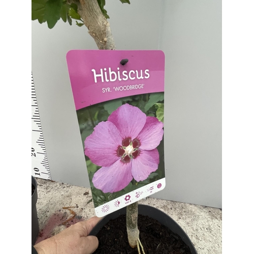 65 - TWO STANDARD HIBISCUS WOODBRIDGE WITH PINK FLOWERS IN 3 LTR POTS 150CM TALL + VAT