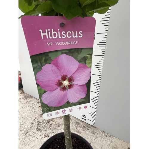 65 - TWO STANDARD HIBISCUS WOODBRIDGE WITH PINK FLOWERS IN 3 LTR POTS 150CM TALL + VAT