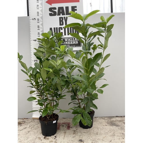 7 - TWO PRUNUS ROTUNDIFOLIA (LAUREL) BUSHES IN 5 LTR POTS 160CM TALL + VAT