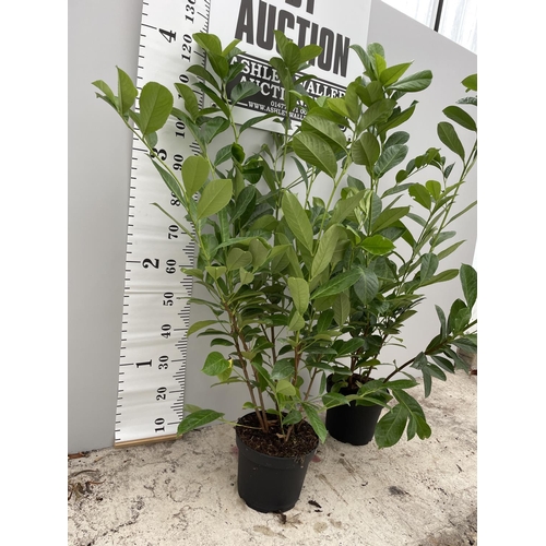 7 - TWO PRUNUS ROTUNDIFOLIA (LAUREL) BUSHES IN 5 LTR POTS 160CM TALL + VAT