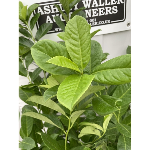 7 - TWO PRUNUS ROTUNDIFOLIA (LAUREL) BUSHES IN 5 LTR POTS 160CM TALL + VAT