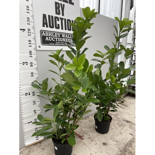 8 - TWO PRUNUS ROTUNDIFOLIA (LAUREL) BUSHES IN 5 LTR POTS 160CM TALL + VAT