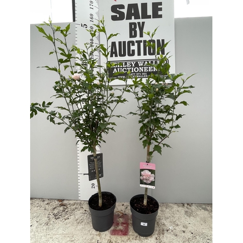 89 - TWO STANDARD HIBISCUS LADY STANLEY WITH DOUBLE PINK FLOWERS IN 3 LTR POTS 150CM TALL + VAT