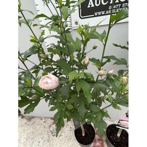 89 - TWO STANDARD HIBISCUS LADY STANLEY WITH DOUBLE PINK FLOWERS IN 3 LTR POTS 150CM TALL + VAT