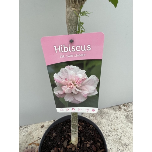 89 - TWO STANDARD HIBISCUS LADY STANLEY WITH DOUBLE PINK FLOWERS IN 3 LTR POTS 150CM TALL + VAT