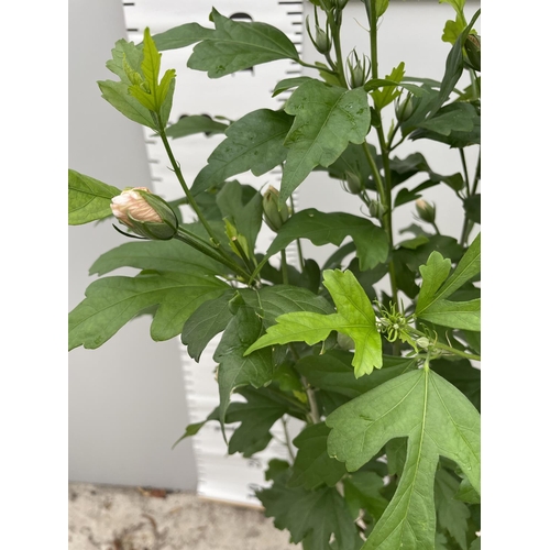 9 - TWO STANDARD HIBISCUS LADY STANLEY WITH DOUBLE PINK FLOWERS IN 3 LTR POTS 140CM TALL + VAT