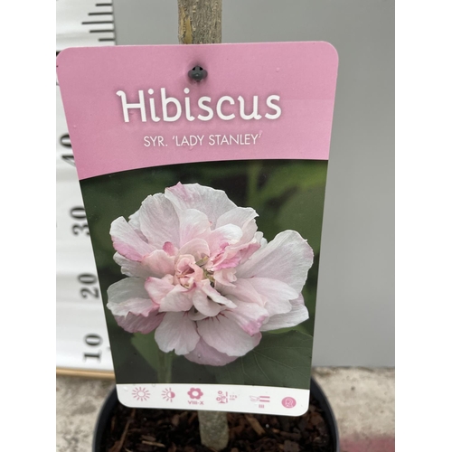 9 - TWO STANDARD HIBISCUS LADY STANLEY WITH DOUBLE PINK FLOWERS IN 3 LTR POTS 140CM TALL + VAT