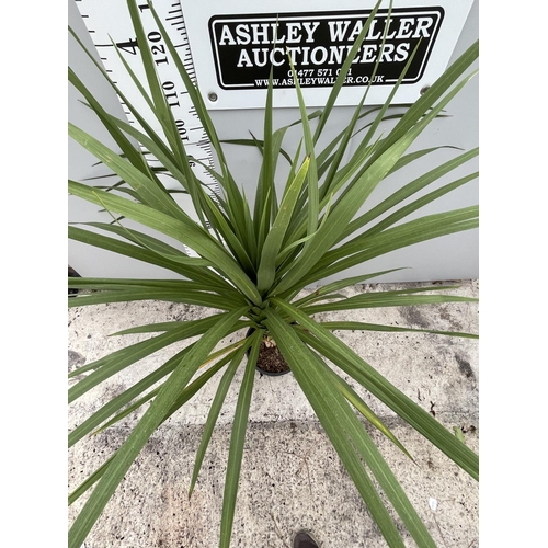 90 - A LARGE CORDYLINE AUSTRALIS IN A 10 LTR POT 180CM TALL + VAT