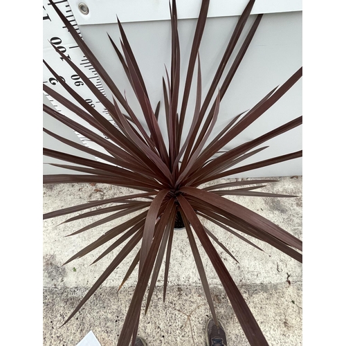 91 - A CORDYLINE RED STAR INA 5 LTR POT 160CM TALL + VAT