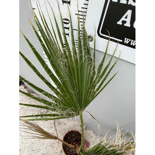 92 - A LARGE WASHINGTONIA ROBUSTA PALM PLANT IN A 4 LTR POT APPROXIMATELY 150CM TALL + VAT