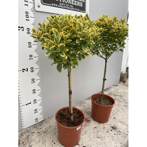 93 - TWO STANDARD VARIGATED EUONYMOUS TREES IN 7 LTR POTS 110CM TALL + VAT