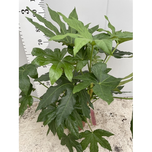 94 - A FATSIA JAPONICA IN A 4 LTR POT 100CM TALL + VAT