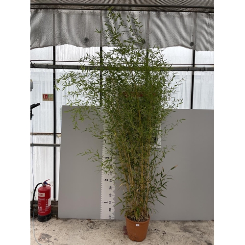 95 - A PHYLLOSTACHYS AUREA BAMBOO PLANT IN A 12 LTR POT APPROXIMATELY 300CM TALL + VAT