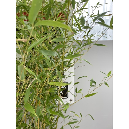 95 - A PHYLLOSTACHYS AUREA BAMBOO PLANT IN A 12 LTR POT APPROXIMATELY 300CM TALL + VAT