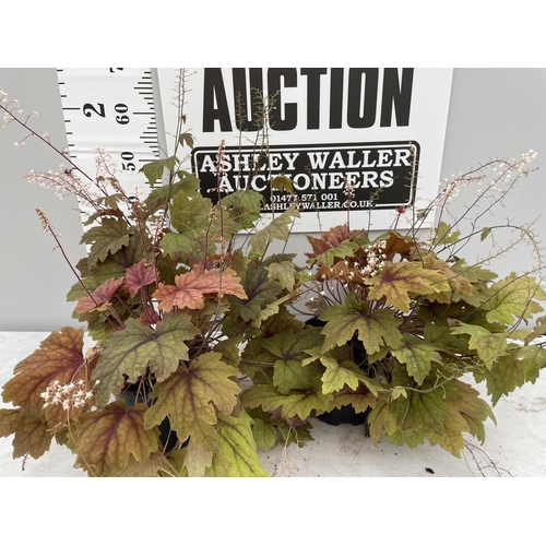 97 - TWO HEUCHERA SWEET TEA IN 3 LTR POTS 80CM TALL + VAT