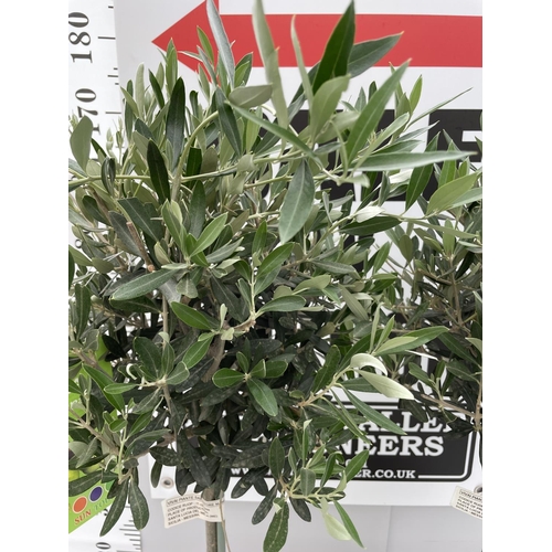 98 - TWO STANDARD OLIVE TREE 100CM TALL + VAT