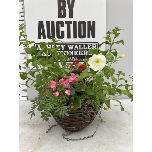 99 - A WICKER HANGING BASKET WITH BEDDING PLANTS TO INCLUDE BEGONIA, SALVIA AND PETUNIA + VAT