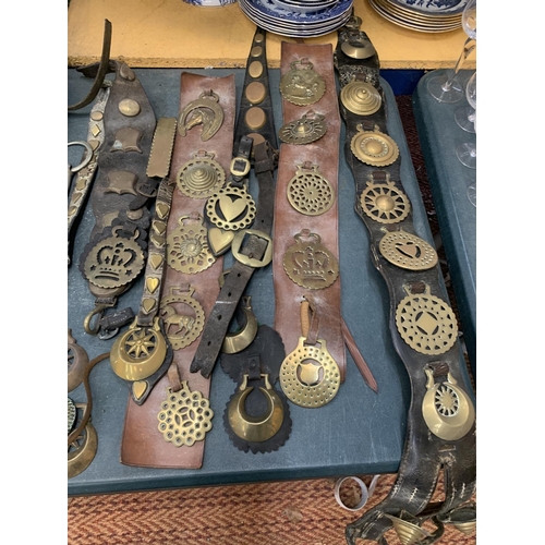 415 - A LARGE COLLECTION OF HORSE BRASSES ON MARTINGALES