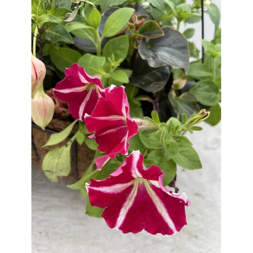 247 - TWO WIRE HANGING BASKETS WITH MIXED BEDDING PLANTS PLUS VAT