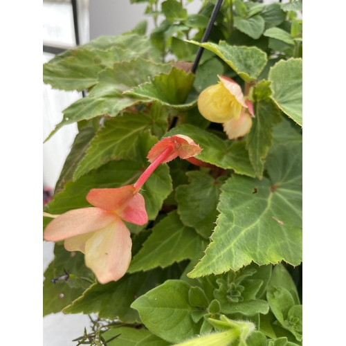 247 - TWO WIRE HANGING BASKETS WITH MIXED BEDDING PLANTS PLUS VAT