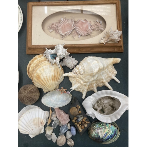 206 - A COLLECTION OF LARGE AND SMALL SHELLS TO INCLUDE A FRAMED COLLAGE