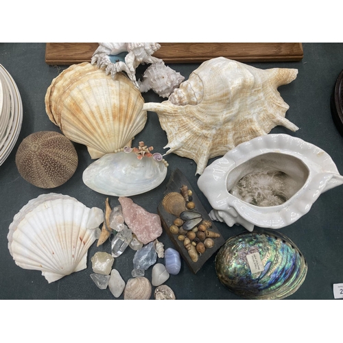 206 - A COLLECTION OF LARGE AND SMALL SHELLS TO INCLUDE A FRAMED COLLAGE