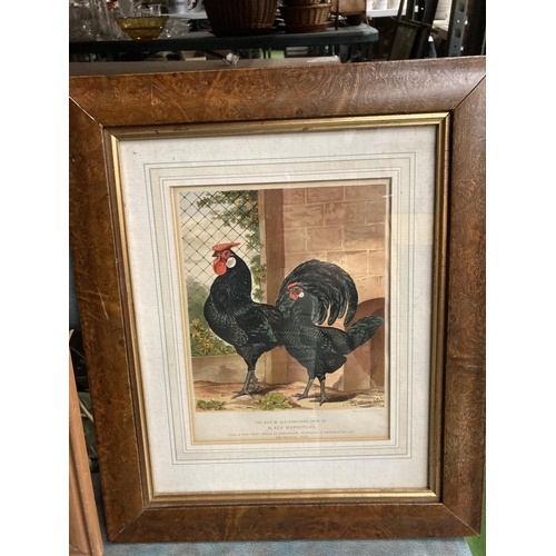 412 - A CHICKEN BLACKBOARD AND A VICTORIAN PRINT OF A PAIR OF BLACK HAMBURGS