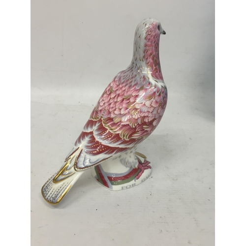 65 - A ROYAL CROWN DERBY BOXED WAR PIGEON LIMITED EDITION PAPER WEIGHT