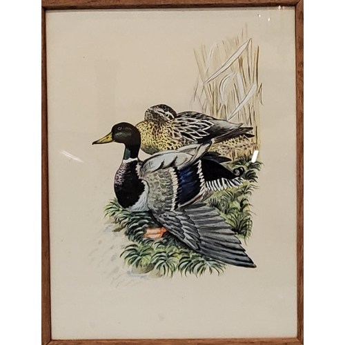 391 - GMV (20TH CENTURY) PAIR OF MALLARD DUCKS WATERCOLOUR INITIALED, 40CM X 30CM, FRAMED AND GLAZED