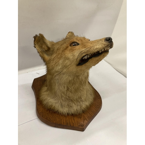 11 - A VINTAGE TAXIDERMY FOX HEAD ON OAK PLINTH