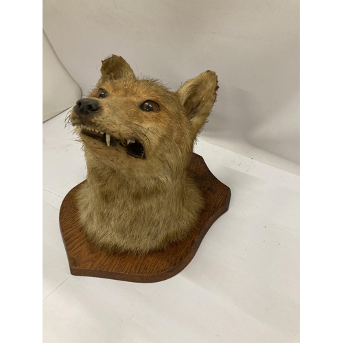 11 - A VINTAGE TAXIDERMY FOX HEAD ON OAK PLINTH