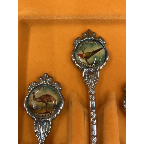 174 - A CASED SET OF AUSTRLIAN 'PERFECTION' SOUVENIR TEASPOONS WITH BIRD DESIGN TOPS