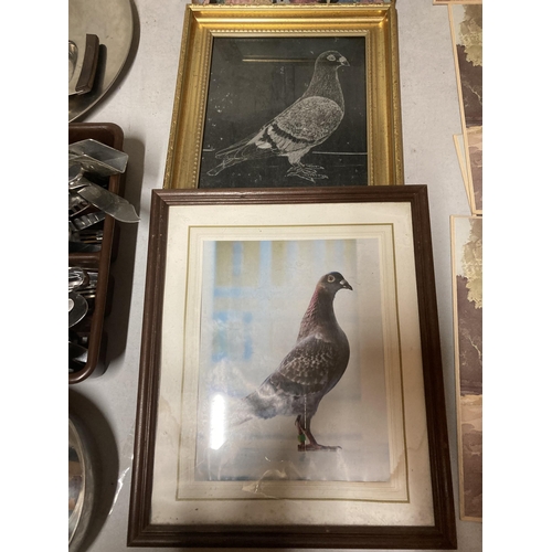 996 - A QUANTITY OF HOMING PIGEON ITEMS, FRAMED PICTURES ETC