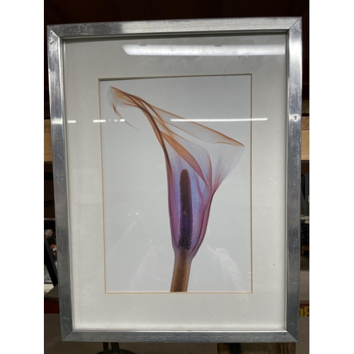 1090 - TWO FRAMED BOTANICAL PRINTS