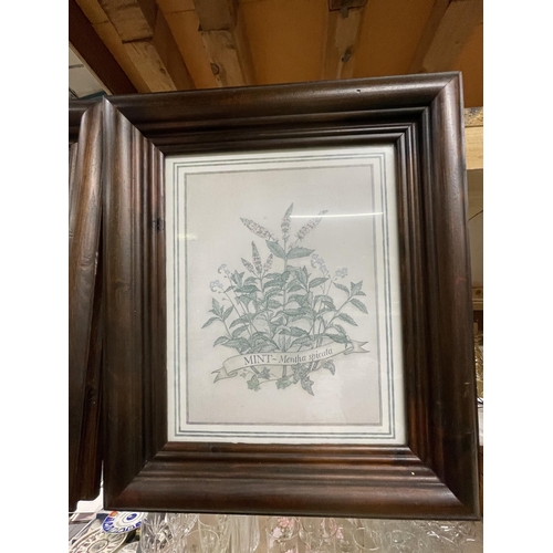 1102 - A PAIR OF FRAMED BOTANICAL PRINTS