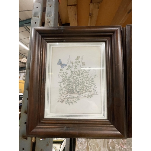 1102 - A PAIR OF FRAMED BOTANICAL PRINTS