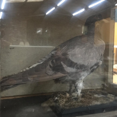 55 - A TAXIDERMY PIGEON IN A GLASS DISPLAY CASE