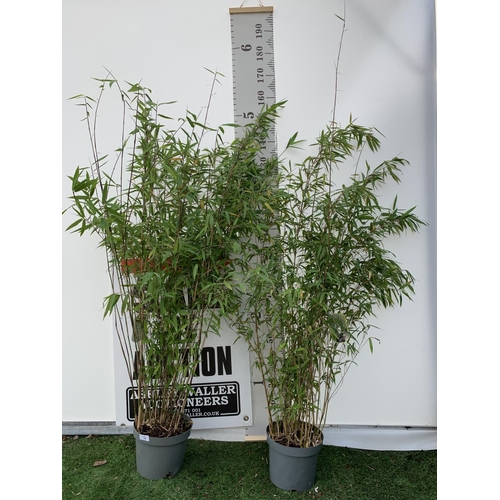 Lot 14        