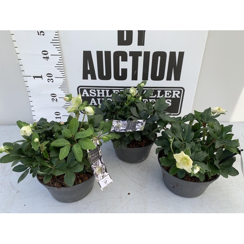 Lot 17        