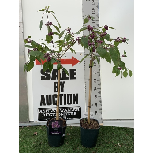 Lot 8         