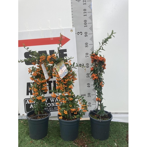 Lot 25        