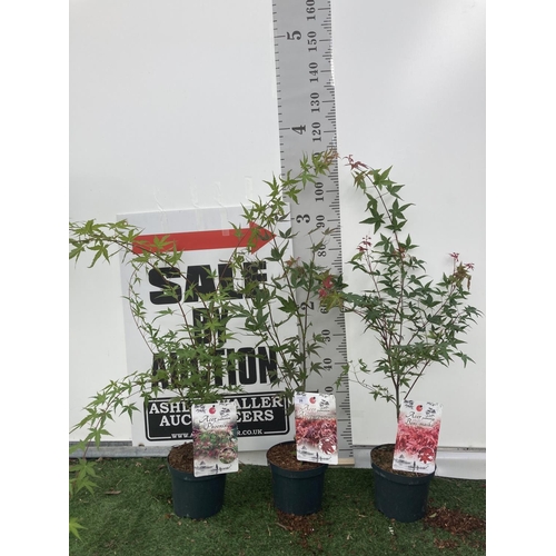 Lot 26        
