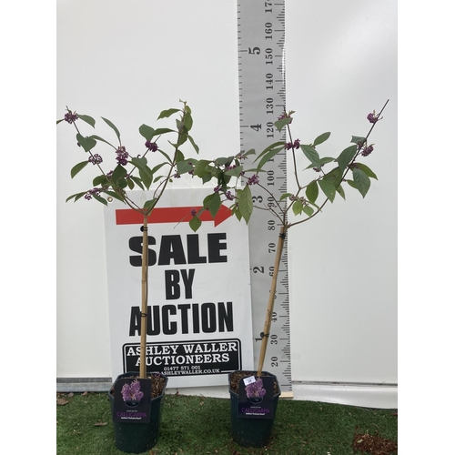 Lot 29        