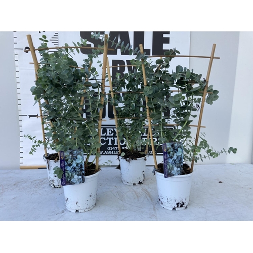 Lot 34        